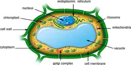 the-central-vacuole-the-marvelous-central-vacuole-has-by-vanessa