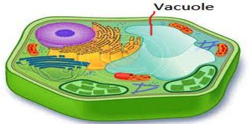 Vacuole: Structure and Function - QS Study