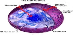 Nucleolus: Chemical Composition and Function - QS Study