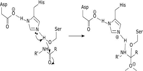 Acid-Base Catalysis