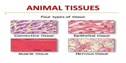 Animal Tissue - QS Study