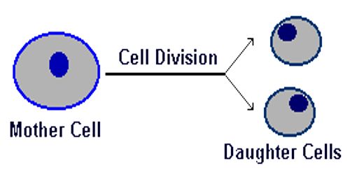 Cell Division Definition Biology Example