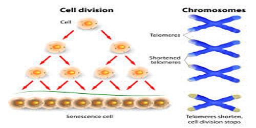 Cell Division: Definition in Living Body