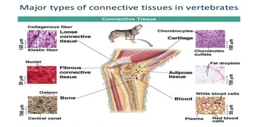 Structural Characteristics and Functions of Connective Tissue