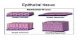 Structural Characteristics, Functions of Epithelial Tissue