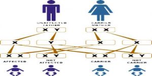 How Chromosomes Determine Sex? - QS Study