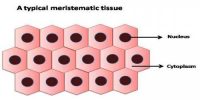 Meristamatic Tissue