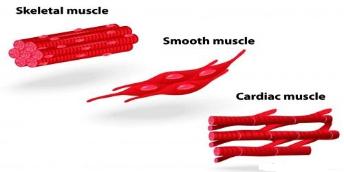 Voluntary Or Striated Muscle QS Study