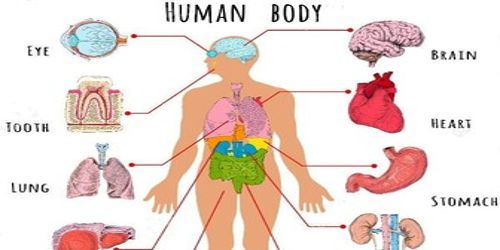 a map of human organs