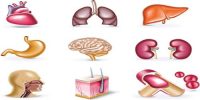 Organs in Human Body