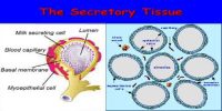 Secretory Tissue in Plants