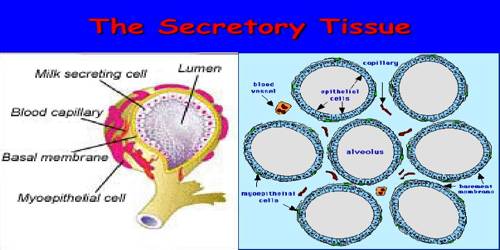 Secretory Tissue in Plants