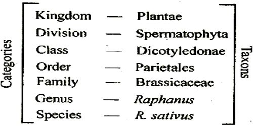 phylogenetic-family-tree