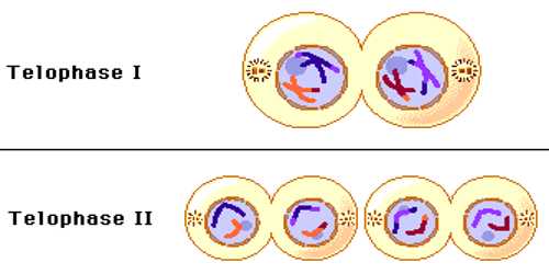 Telophase Phase of Cell Division