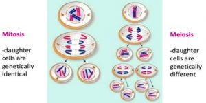 Types of Cell Division in Living Body - QS Study