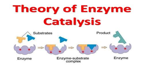 Characteristic Properties of Enzyme Catalysis