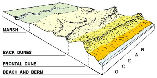 Beaches and Dunes: Depositional Landforms