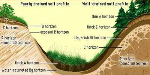 Climate: Soil Forming Factor