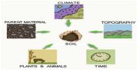 Time: Soil Forming Factor