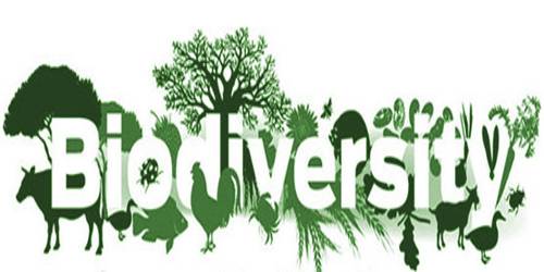 Ecological Role of Biodiversity
