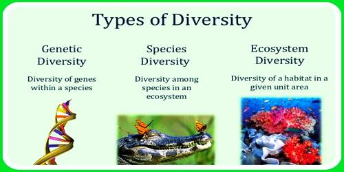 Define Biological Diversity Class 10 Cbse