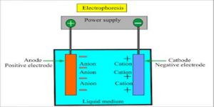 Electrophoresis - QS Study