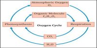 Oxygen Cycle