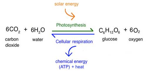 Photosynthesis in Geography
