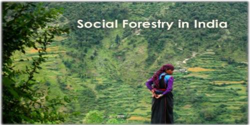 Social Forestry