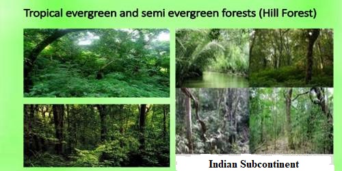 Tropical Evergreen and Semi Evergreen Forests in Indian Subcontinent - QS  Study