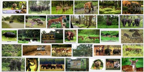 phd in wildlife conservation india