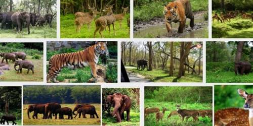 Wildlife in Indian Subcontinent