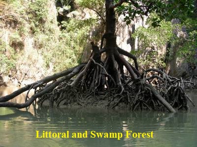 Littoral and Swamp Forests in Indian Subcontinent - QS Study