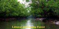 Littoral and Swamp Forests in Indian Subcontinent
