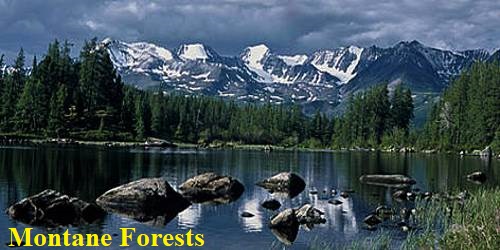 Montane Forests in Indian Subcontinent