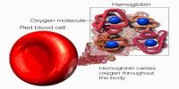 How can a Molecule of Hemoglobin (Hb) carry four molecules of Oxygen?