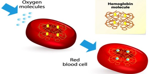 Hemoglobin (Hb) definition with it’s normal count and Functions
