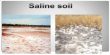 Saline Soils in Indian Subcontinent