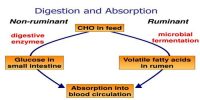 Carbohydrate (CHO) Digestion and Absorption