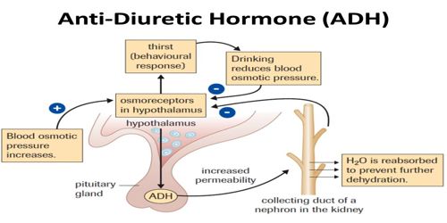Function of action of Antidiuretic hormone (ADH)