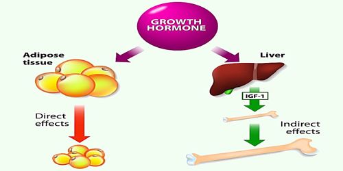 Functions of Growth Hormone