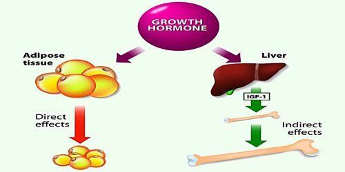 Growth hormone has both Diabetogenic and Ketogenic effect – Explain