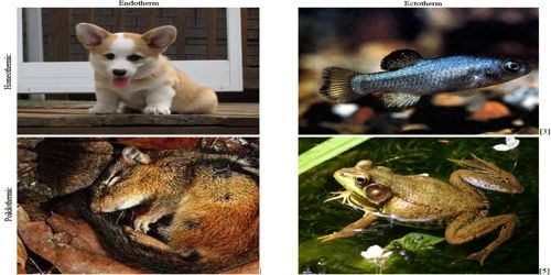 Difference between Homeothermic and Poikilothermic Animal