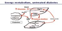 Metabolic functions of Insulin