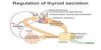 Regulation of Thyroid Hormone Secretion (THS)