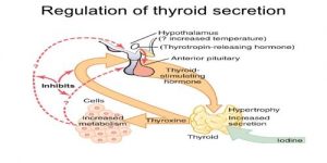 Regulation of Thyroid Hormone Secretion (THS) - QS Study