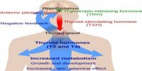 Function of Thyroid Hormone