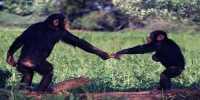 Male Bonding is Key to Chimpanzee Mating Success, Study Finds