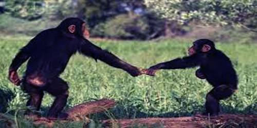 Cultural diversity in chimpanzees