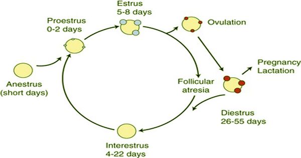 Reproductive cycle in cats